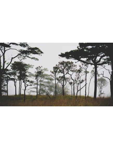 POSTER | Ağaç 1000-11