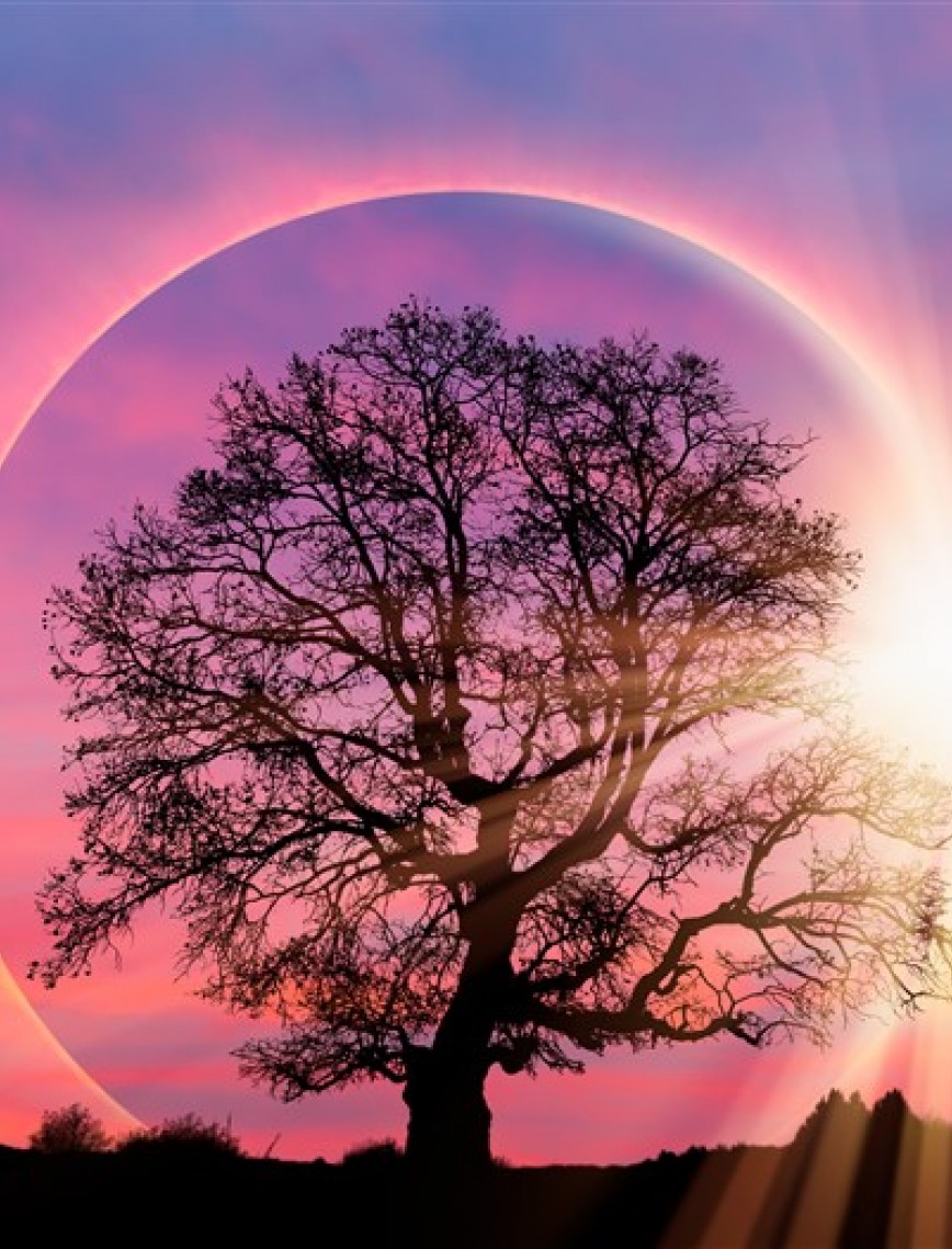 POSTER | Ağaç 1000-12