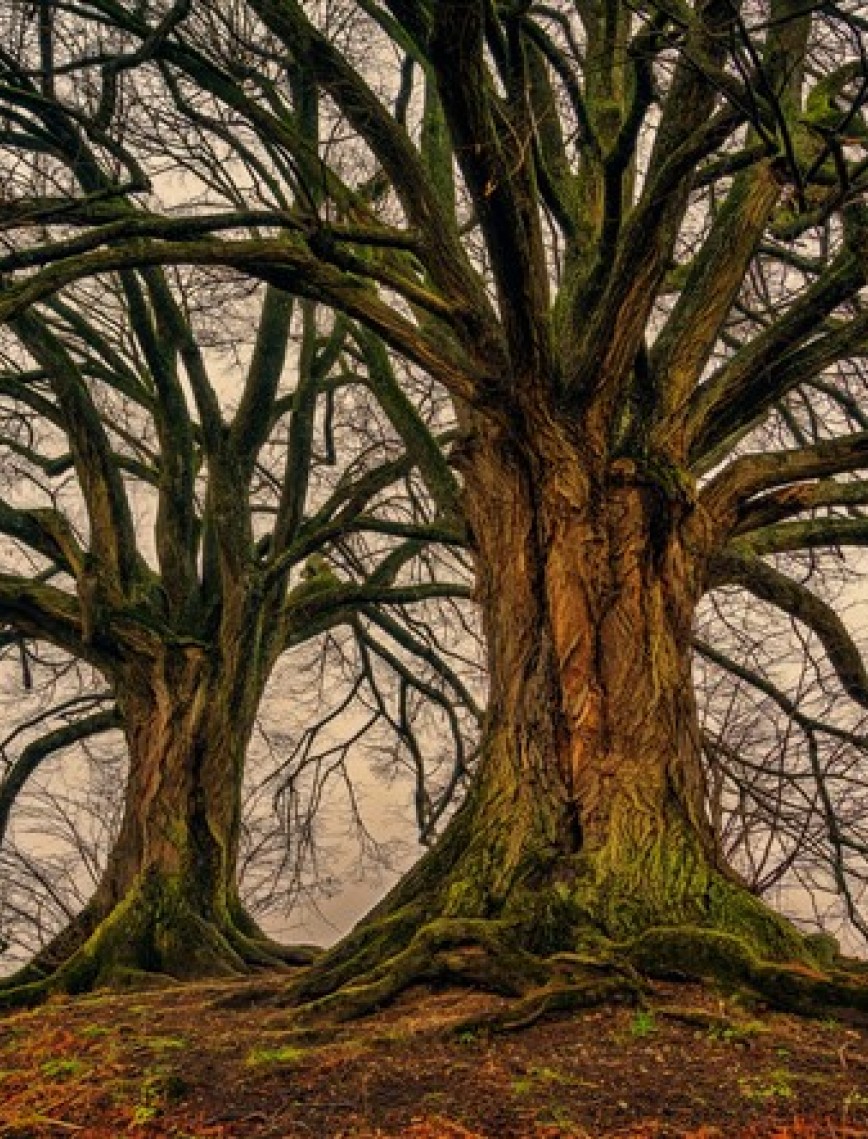 POSTER | Ağaç 1000-42