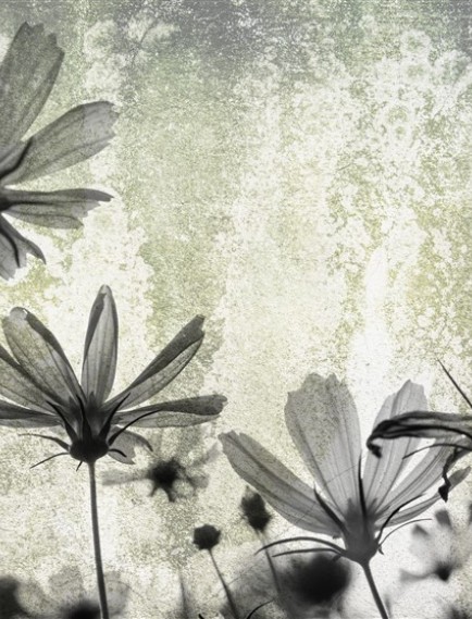 POSTER | Çiçek 1002-47